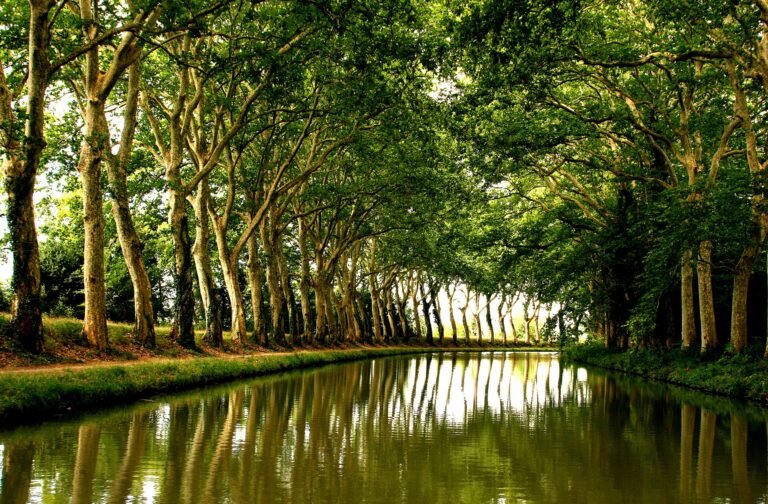 Le Canal du Midi bordé de platanes à Trèbes, dans l'Aude