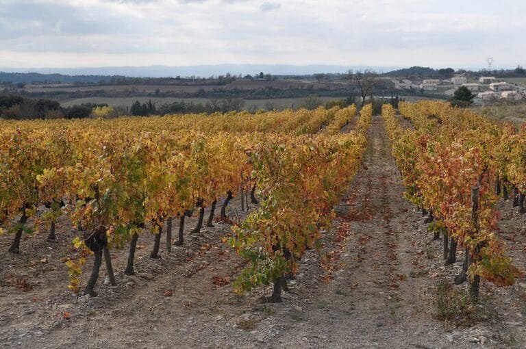 Vignoble AOC Cabardès aux couleurs d'automne, près de Carcassonne dans l'Aude